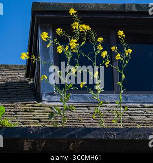 Feldsenf mit gelben Blüten, die aus der Regenrinne auf dem Dach wachsen, Inverness, Highland, Schottland, Vereinigtes Königreich Stockfoto