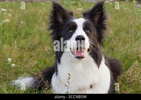 Border Collie Hund sitzt auf einer Wiese mit grünem Gras und Wildblumen und blickt mit der Zunge in die Kamera. Perfekt für Haustierporträts, Hunderassen-Showc Stockfoto