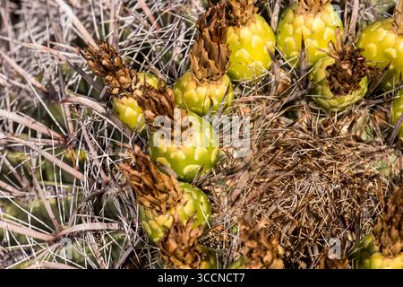 Fischhakenfässer Kaktusfrucht (Ferocactus wislizeni); Tucson, Arizona. Ferocactus wislizeni, der Fischhakenkaktus, auch Arizona Barrel cac genannt Stockfoto