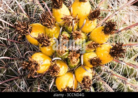 Fischhakenfässer Kaktusfrucht (Ferocactus wislizeni); Tucson, Arizona. Ferocactus wislizeni, der Fischhakenkaktus, auch Arizona Barrel cac genannt Stockfoto