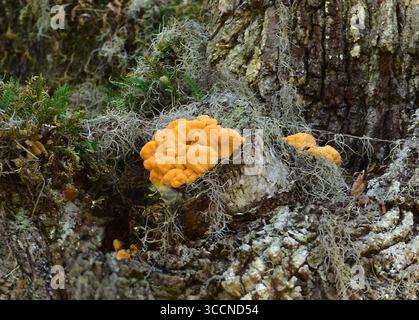 Cluster von schwefelgelben bis orangefarbenen überlappenden Schichten. Wertvolles Speisegerät. Florida. Wächst auf Live Oak. Stockfoto
