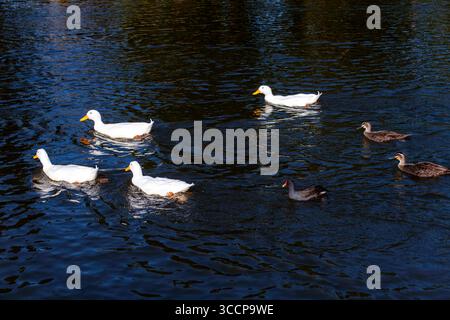 8. Juli 2023, Sydney, New South Wales, Australien: Haustieren von White Ducks Pacific Black Ducks (Anas superciliosa) und einem Dusky Moorhen (Gallinula tenebrosa) schwimmen an einem Teich in Sydney, New South Wales, Australien. (Foto: © Tara Malhotra/ZUMA Press Wire) Stockfoto