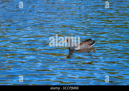 8. Juli 2023, Sydney, New South Wales, Australien: Dusky Moorhen (Gallinula tenebrosa) schwimmen an einem Teich in Sydney, New South Wales, Australien. Die Dämmermoorhe ist eine Vogelart aus der Familie der Schienen und gehört zu den acht erhaltenen Arten der Gattung der Moorhen. Sie kommt in Indien, Australien, Neuguinea, Borneo und Indonesien vor. Es ist dunkel, mit weißen Kanten am Unterschwanzrand. Schaber und Stirnschild sind hauptsächlich rot und haben eine gelbe Spitze. Jungtiere und nicht-Zuchtadulte können aufgrund ihrer weniger bunten Schellen, die hauptsächlich dunkel erscheinen, mit anderen Arten verwechselt werden. (Kreditbild: © Tara Stockfoto