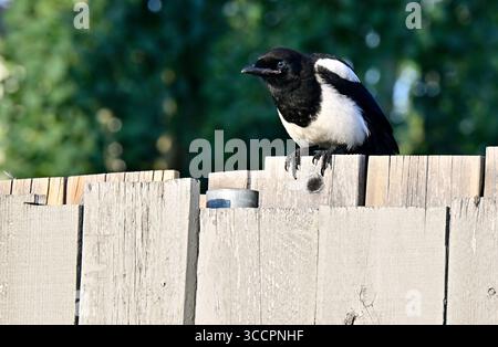 Eine schwarze Elster „Pica hudsonia“, die über einen Hinterhof-Zaun im ländlichen Edmonton Alberta Kanada blickt Stockfoto