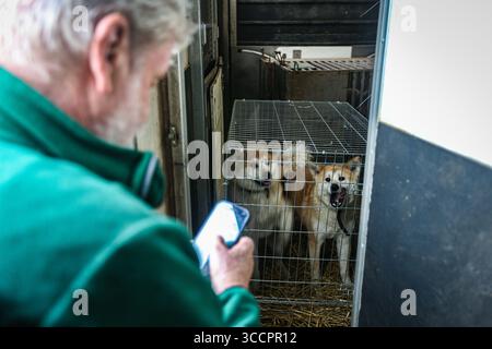 16. Juni 2022, polnische Grenze, Polen, Polen: Ein Tierarzt aus dem Zoo von Posen kontrolliert ein Paar Akita-Hunde in einer geschlossenen Kiste an der Ukrainisch-polnischen Grenze, die aus dem Krieg in der Ukraine gerettet und nach Polen gebracht wurden. Sie werden unter Quarantäne gestellt und rehabilitiert und dann in neue Häuser überführt. (Kreditbild: © Bianca Otero/ZUMA Press Wire) Stockfoto