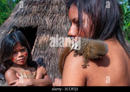 10. März 2008, Belen, Peru: Die Yagua-Indianer leben ein traditionelles Leben in der Nähe der Amazonasstadt Iquitos, Peru... das westliche Pygmäen-Murmeltier Cebuella pygmaea ist eine Art von Murmeltier, ein sehr kleiner Affe der Neuen Welt, der im nordwestlichen Amazonasgebiet in Brasilien, Kolumbien, Ecuador und Peru gefunden wird. Sie galt früher als konspezifisch mit dem ähnlichen östlichen Pygmäen-Murmeltier, das weißlich unterlegt ist. Obwohl das westliche Pygmäen-Murmeltier weiter westlich vorkommt als das östliche Pygmäen-Murmeltier, sind die Haupttrenner ihrer Gebirgszüge der Amazonas (SolimÃµes) und der MaraÃ± Stockfoto