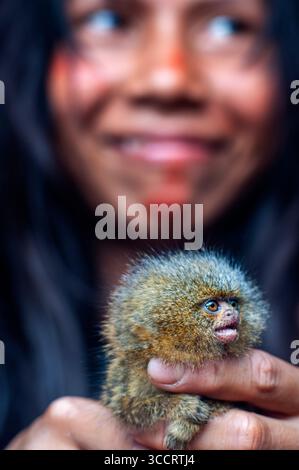 10. März 2008, Belen, Peru: Die Yagua-Indianer leben ein traditionelles Leben in der Nähe der Amazonasstadt Iquitos, Peru... das westliche Pygmäen-Murmeltier Cebuella pygmaea ist eine Art von Murmeltier, ein sehr kleiner Affe der Neuen Welt, der im nordwestlichen Amazonasgebiet in Brasilien, Kolumbien, Ecuador und Peru gefunden wird. Sie galt früher als konspezifisch mit dem ähnlichen östlichen Pygmäen-Murmeltier, das weißlich unterlegt ist. Obwohl das westliche Pygmäen-Murmeltier weiter westlich vorkommt als das östliche Pygmäen-Murmeltier, sind die Haupttrenner ihrer Gebirgszüge der Amazonas (SolimÃµes) und der MaraÃ± Stockfoto