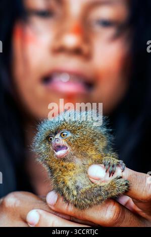 10. März 2008, Belen, Peru: Die Yagua-Indianer leben ein traditionelles Leben in der Nähe der Amazonasstadt Iquitos, Peru... das westliche Pygmäen-Murmeltier Cebuella pygmaea ist eine Art von Murmeltier, ein sehr kleiner Affe der Neuen Welt, der im nordwestlichen Amazonasgebiet in Brasilien, Kolumbien, Ecuador und Peru gefunden wird. Sie galt früher als konspezifisch mit dem ähnlichen östlichen Pygmäen-Murmeltier, das weißlich unterlegt ist. Obwohl das westliche Pygmäen-Murmeltier weiter westlich vorkommt als das östliche Pygmäen-Murmeltier, sind die Haupttrenner ihrer Gebirgszüge der Amazonas (SolimÃµes) und der MaraÃ± Stockfoto