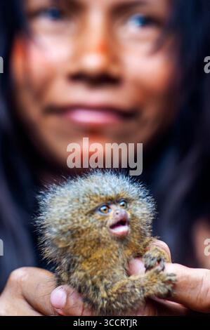 10. März 2008, Belen, Peru: Die Yagua-Indianer leben ein traditionelles Leben in der Nähe der Amazonasstadt Iquitos, Peru... das westliche Pygmäen-Murmeltier Cebuella pygmaea ist eine Art von Murmeltier, ein sehr kleiner Affe der Neuen Welt, der im nordwestlichen Amazonasgebiet in Brasilien, Kolumbien, Ecuador und Peru gefunden wird. Sie galt früher als konspezifisch mit dem ähnlichen östlichen Pygmäen-Murmeltier, das weißlich unterlegt ist. Obwohl das westliche Pygmäen-Murmeltier weiter westlich vorkommt als das östliche Pygmäen-Murmeltier, sind die Haupttrenner ihrer Gebirgszüge der Amazonas (SolimÃµes) und der MaraÃ± Stockfoto