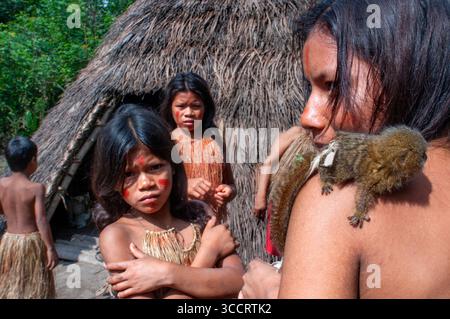 10. März 2008, Belen, Peru: Die Yagua-Indianer leben ein traditionelles Leben in der Nähe der Amazonasstadt Iquitos, Peru... das westliche Pygmäen-Murmeltier Cebuella pygmaea ist eine Art von Murmeltier, ein sehr kleiner Affe der Neuen Welt, der im nordwestlichen Amazonasgebiet in Brasilien, Kolumbien, Ecuador und Peru gefunden wird. Sie galt früher als konspezifisch mit dem ähnlichen östlichen Pygmäen-Murmeltier, das weißlich unterlegt ist. Obwohl das westliche Pygmäen-Murmeltier weiter westlich vorkommt als das östliche Pygmäen-Murmeltier, sind die Haupttrenner ihrer Gebirgszüge der Amazonas (SolimÃµes) und der MaraÃ± Stockfoto