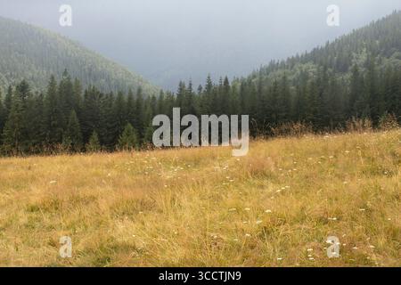 Malerische Bergwiese mit Wildblumen und Gras vor dem Hintergrund von dichten Nadelwäldern und nebeligen Tal. Friedliche Naturlandschaft in Summe Stockfoto