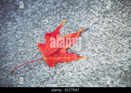 Gefallenes rotes Ahornblatt auf grauem Stein im Herbst Stockfoto