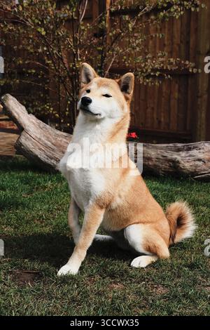 Shiba-Inu-Hund sitzt wachsam auf Gras in einem Garten im Hinterhof mit einem Holzzaun und Baumstamm im Hintergrund. Stockfoto