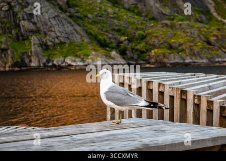 Nusfjord, ein kleines Fischerdorf auf den Lofoten-Inseln, von der UNESCO als Pilotprojekt zur Erhaltung der traditionellen norwegischen Architektur anerkannt Stockfoto
