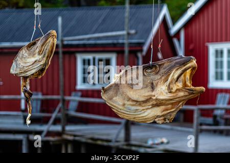 Nusfjord, ein kleines Fischerdorf auf den Lofoten-Inseln, von der UNESCO als Pilotprojekt zur Erhaltung der traditionellen norwegischen Architektur anerkannt Stockfoto