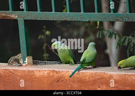 Eine Reihe von Ringhals- oder Rosensittichen (Psittacula krameri), die sich an einer orangen Wand ernähren Stockfoto
