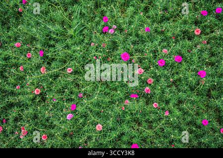 Leuchtend rosa Portulaca, Common Purslane, Moosrose blüht im Garten Stockfoto