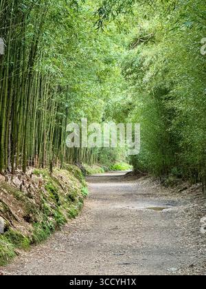 Ein friedlicher Rundwanderweg durch einen Bambuswald in Furnas, Azoren, mit üppigem Grün und Natur. Stockfoto