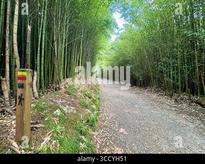 Ein friedlicher Rundwanderweg durch einen Bambuswald in Furnas, Azoren, mit üppigem Grün und Natur. Stockfoto