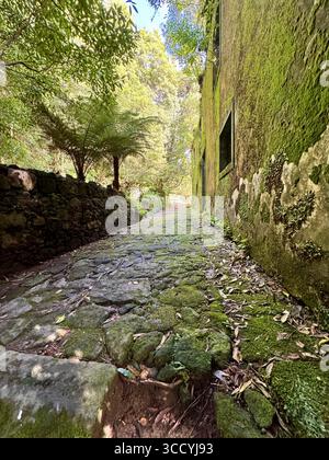 Moosbedeckter Steinweg hinter dem historischen Grená-Haus, heute Teil der Wanderwege im Grená-Park, Insel São Miguel, Azoren, Portugal. Stockfoto
