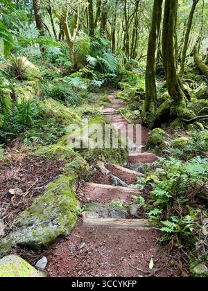 Naturlehrpfad mit Treppen und üppigem Grün im Grená Park, Insel São Miguel, Azoren, Portugal. Stockfoto