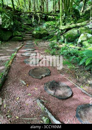 Naturlehrpfad mit Treppen und üppigem Grün im Grená Park, Insel São Miguel, Azoren, Portugal. Stockfoto