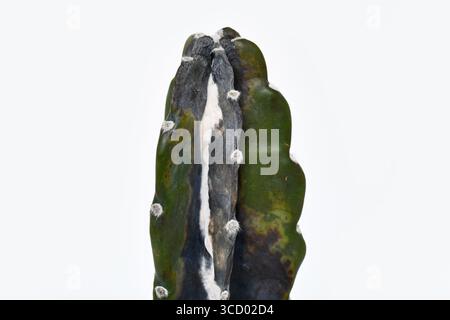 Nahaufnahme von weißem Schimmel und Schwarzfäule auf überwässerter Cereus Jamacaru-Kaktushauspflanze Stockfoto