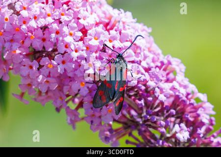 6-fleckiger Burnet Moth, Zygaena filipendulae auf einem rosafarbenen Buddleja oder Schmetterlingsstrauch Stockfoto