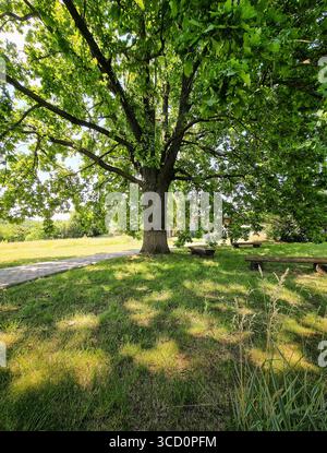 Große Eiche im Park. Mehrere Bänke unter einem großen Baum in der Nähe einer Lichtung, sonnenverwöhnte Wiese im Hintergrund. Stockfoto