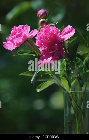 Rosa Pfingstrose, Pfingstrosen mit offenen Blumen in Vase Stockfoto
