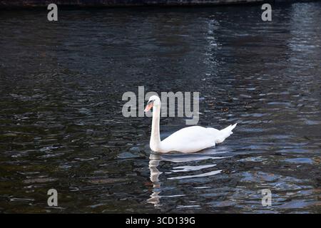 Ein einsamer weißer Schwan schwimmt auf dem Wasser. Stockfoto