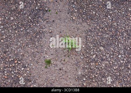 Grünes Gras wächst durch den Asphalt. Stockfoto