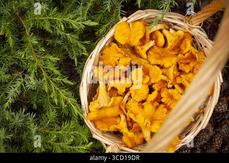 Korb voll mit Pfifferlingen. Draufsicht. Stockfoto