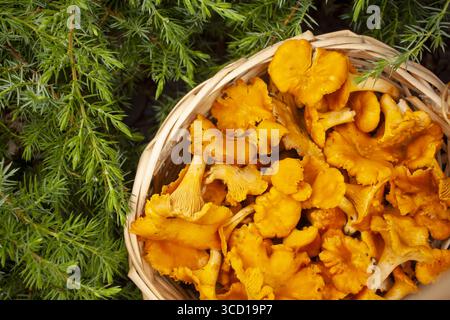 Korb voll mit Pfifferlingen. Draufsicht. Stockfoto