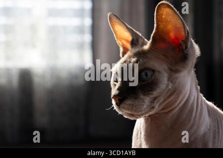 Haarlose kanadische Sphynx-Katze, die drinnen sitzt und nach vorne blickt Stockfoto