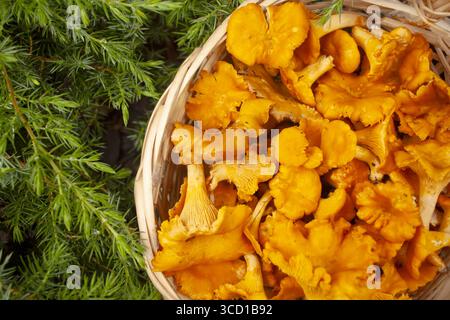 Korb voll mit Pfifferlingen. Draufsicht. Stockfoto