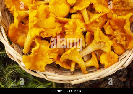 Korb voll mit Pfifferlingen. Draufsicht. Stockfoto