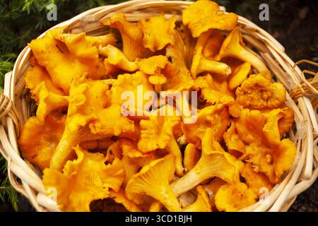 Korb voll mit Pfifferlingen. Draufsicht. Stockfoto