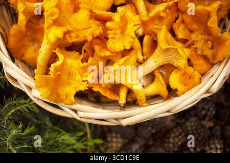 Korb voll mit Pfifferlingen. Draufsicht. Stockfoto