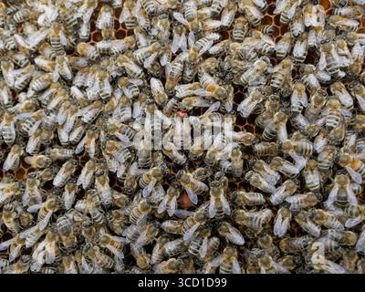 Bienen auf Wabenrahmen mit einer Königin, rot markiert. Detailliertes Naturfoto aus der Imkerei. Kopierraum Stockfoto