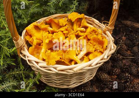 Korb mit Pfifferlingen auf einem Hintergrund aus Kiefern und Kegeln Stockfoto