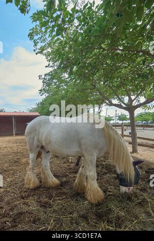 Ein majestätisches weißes Auenpferd mit seiner langen Mähne und seinem Schwanz und seinen charakteristischen gefiederten Beinen weidet in einem Schotterkorral und genießt den Schatten. Stockfoto