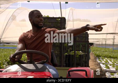 Afroamerikaner sitzt auf rotem Traktor im Gewächshaus und zeigt nach rechts, während er das Rad greift Stockfoto