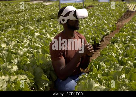 Reihen grüner Salat wachsen unter hellem Sonnenlicht auf dem Bauernhof, im Kopierraum Stockfoto