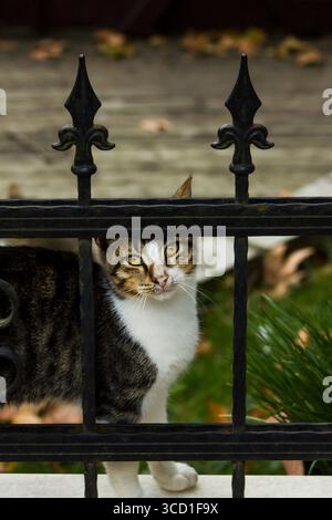Eine unschuldige Katze, die die Kamera von hinter einem Metallzaun ansieht. Nahaufnahme aufgenommen. Stockfoto