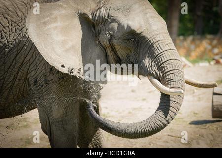 Warschau, Polen. August 2025. Einer der drei Elefanten ist am 12. August 2025 im Warschauer Zoo in Warschau zu sehen. Am 12. August findet der Welttag der Elefanten statt. (Foto: Jaap Arriens/SIPA USA) Credit: SIPA USA/Alamy Live News Stockfoto