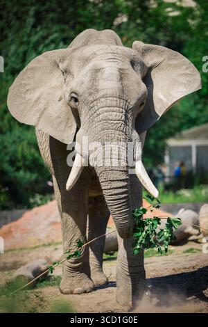 Warschau, Polen. August 2025. Einer der drei Elefanten ist am 12. August 2025 im Warschauer Zoo in Warschau zu sehen. Am 12. August findet der Welttag der Elefanten statt. (Foto: Jaap Arriens/SIPA USA) Credit: SIPA USA/Alamy Live News Stockfoto