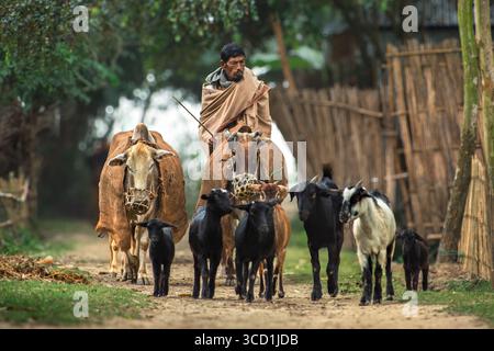 Bogura, Bangladesch - 17. Dezember 2017: Blick auf einen Mann mit verwitterter Haut, der auf einem Stier reitet, während er Ziegen auf einem Feldweg hütet, der von rustikalem Zaun gesäumt ist Stockfoto