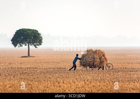 Bogura, Bangladesch - 24. Dezember 2018: Blick auf eine einsame Figur, die einen Wagen mit goldenem Heu über ein riesiges Feld schiebt, unter dem wachsamen Blick eines einsamen Baumes. Stockfoto