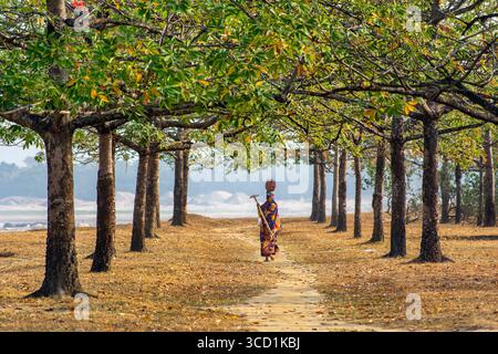 Bogura, Bangladesch - 19. Januar 2019: Blick auf eine Einzelfigur, die auf einem von Bäumen gesäumten Weg läuft, deren Blätter schmutzige Schatten auf den Boden werfen. Stockfoto